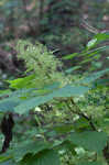 American spikenard